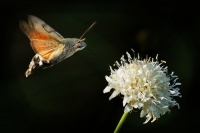 Dlouhozobka svizelova - Macroglossum stellatarum - Hummingbird hawk-moth 3520
